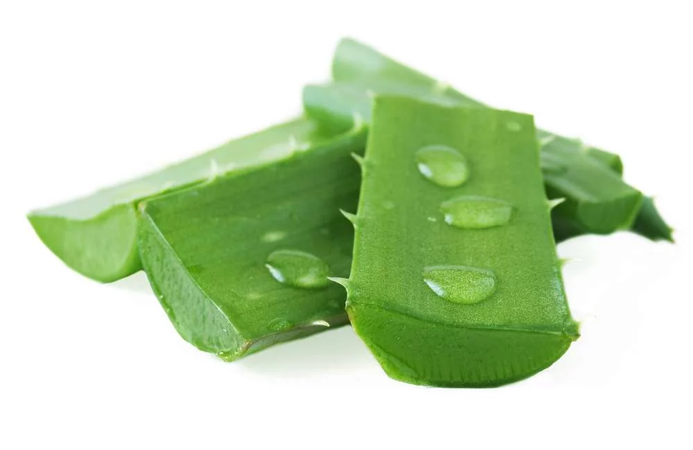 עמוד הבית התרונות Aloe Vera